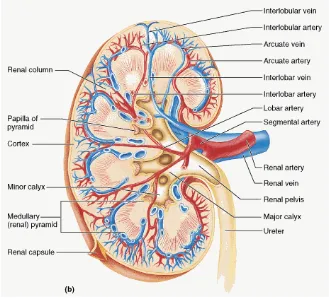 Gambar 2.3 Anatomi ginjal manusia (Moore dan Agur, 2002) 