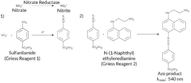 Gambar 2.2 Reaksi kolorimetri antara nitrit, asam sulfanilat dan NED  