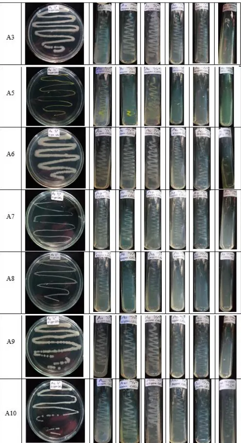 Gambar. 1.  Hasil Resistensi Isolat Azotobacter terhadap CdCl2 