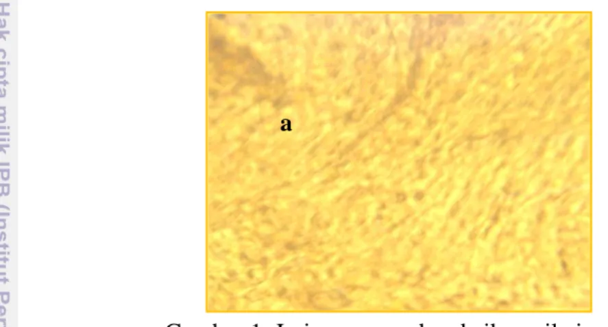 Gambar 1. Jaringan gonad pada ikan nila jantan  a. Bakal sel sperma 