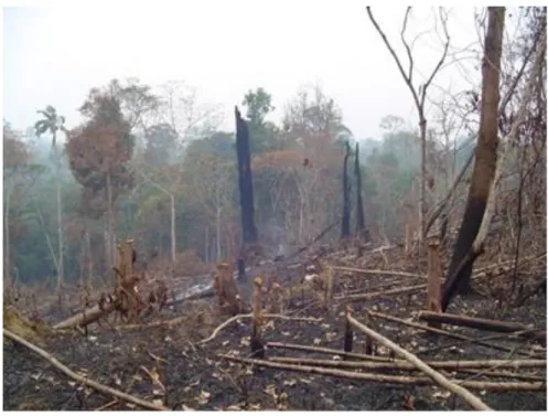 Gambar 1. Kerusakan Hutan 