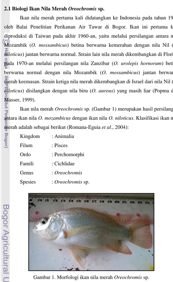 Gambar 1. Morfologi ikan nila merah Oreochromis sp. 