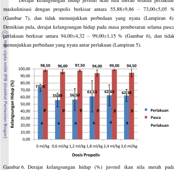 Gambar 6.  Derajat  kelangsungan  hidup  (%)  juvenil  ikan  nila  merah  pada  perlakuan dan pasca perlakuan maskulinisasi dengan propolis 