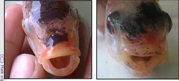 Gambar 9.  Rasio konversi pakan ikan nila merah pada  perlakuan maskulinisasi  dengan propolis 