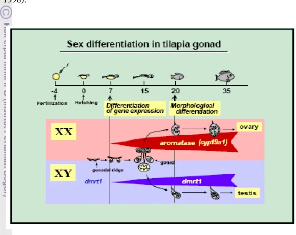 Gambar 1 Diferensiasi gonad ikan nila (Ijiri et al. 2008). 