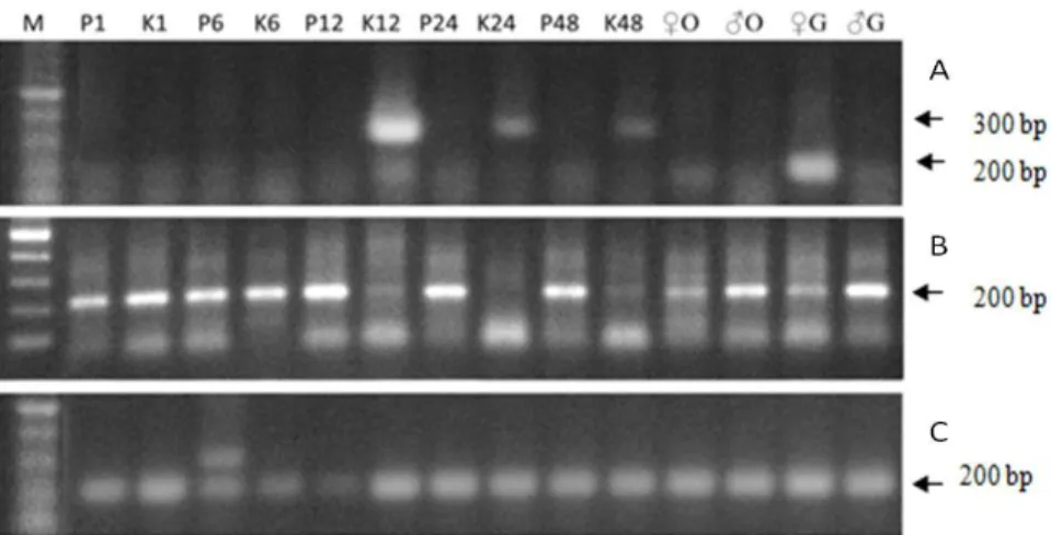 Gambar 1. Ekspresi gen aromatase tipe gonad (A),  tipe otak (B), dan  β-aktin (C). M= marka DNA; P1-      P48: Perlakuan madu pada jam ke-1 sampai 48 pascaperendaman; K1-K48: Kontrol; ♂O, ♀O =       sampel otak jantan dan betina; ♂G, ♀G = sampel gonad jant
