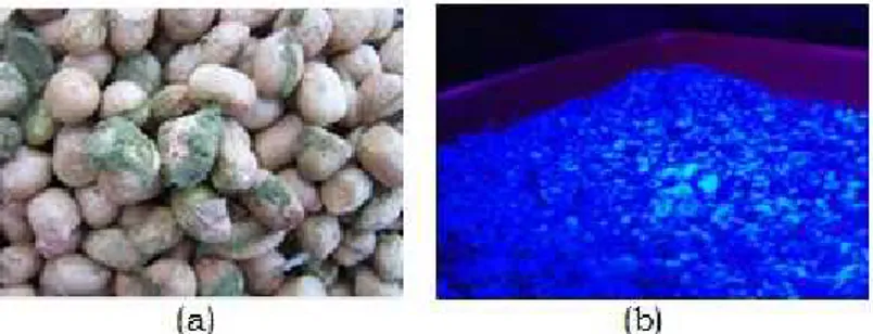 Gambar 1. (a). Kacang yang mengandung aflatoksin (b). Pendaran akibat pemaparan sinar 