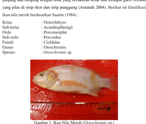 Gambar 1. Ikan Nila Merah (Oreochromis sp.) 
