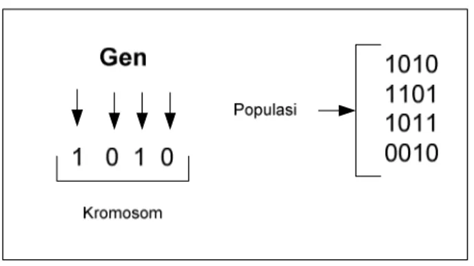 Gambar 2.2 Hubungan gen, populasi, dan kromosom 