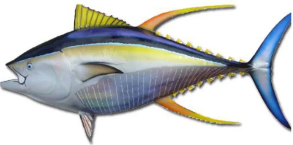 Gambar 2.1 Ikan Tuna Sirip Kuning 