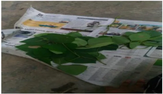 Gambar 2.1  Daun Mucuna bracteata 