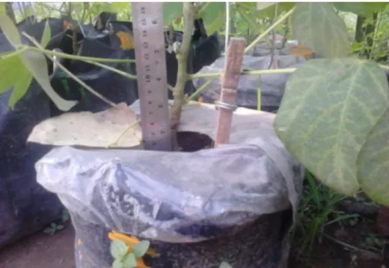 Gambar 2.2 Batang Mucuna bracteata  c.  Akar  