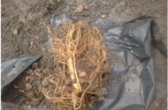 Gambar 2.3 Akar Mucuna bracteata  d.  Bunga  