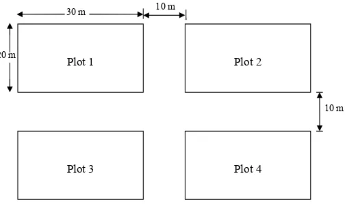 Gambar 3. Desain plot pengambilan pohon contoh pada masing-masing kelas  umur dengan ukuran 20 m x 30 m
