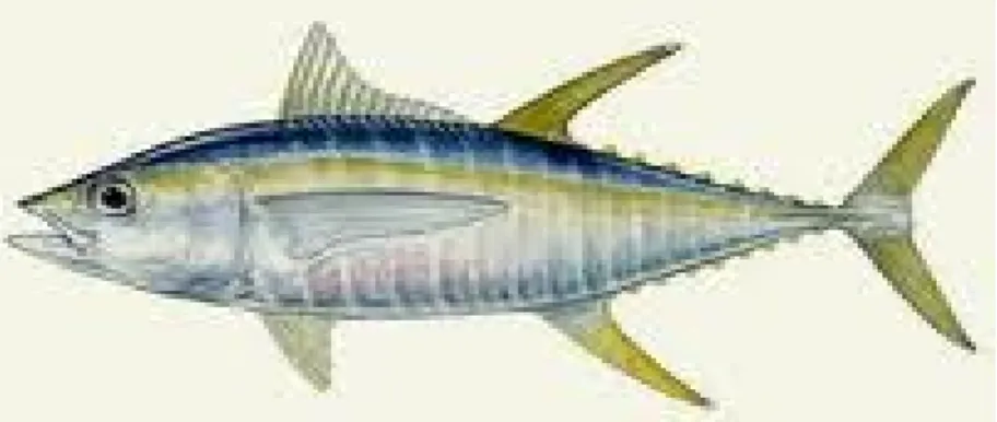 Gambar 1. Ikan Yellow Fin Tuna (Thunnus albacares) 