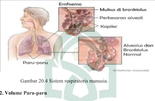 Gambar 20.4 Sistem respiratoris manusia.