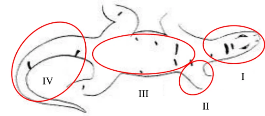 Gambar 9  Pembagian tubuh biawak (regio) dalam koleksi ektoparasit. 