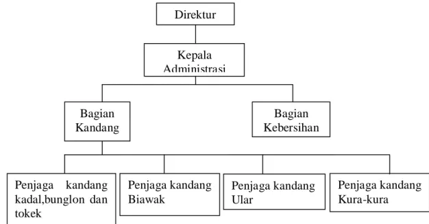 Gambar 10 Struktur organisasi PT. Mega Citrindo. 