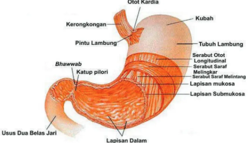 Gambar 2.10. Anatomi lambung ternak babi