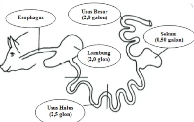Gambar 2.11. Kapasitas tampung organ pencernaan ternak babi Secara keseluruhan, daya tampung tertinggi adalah usus  halus (duodenum, jejenum, dan ilium) sebesar 2,5 galon, disusul  kemudian oleh lambung dan usus besar.