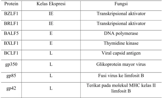 Tabel 3. Contoh Protein Fase Litik pada Infeksi EBV 20