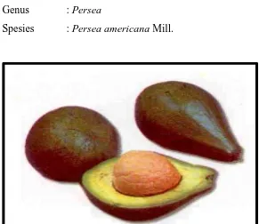 Gambar 5. Biji dan buah alpukat (Persea americana Mill.)42 