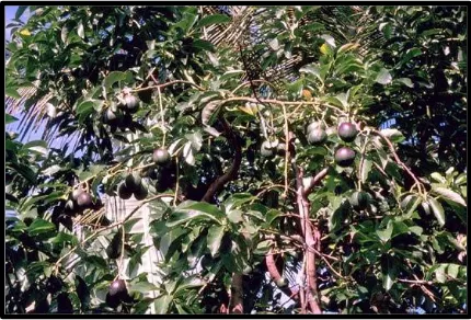 Gambar 6. Pohon buah alpukat (Persea americanaMill.) 