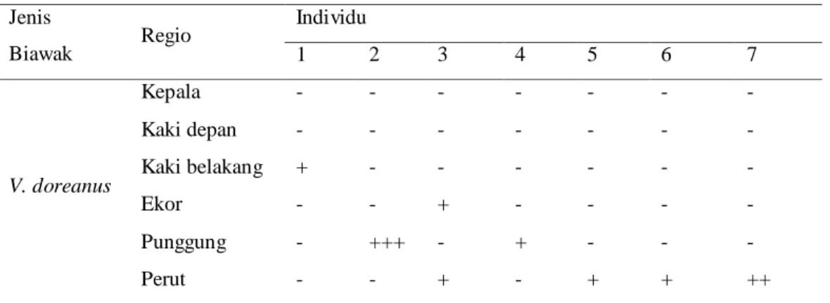 Tabel 4  Infestasi dan sebaran caplak tiap regio biawak ekor biru  Jenis 