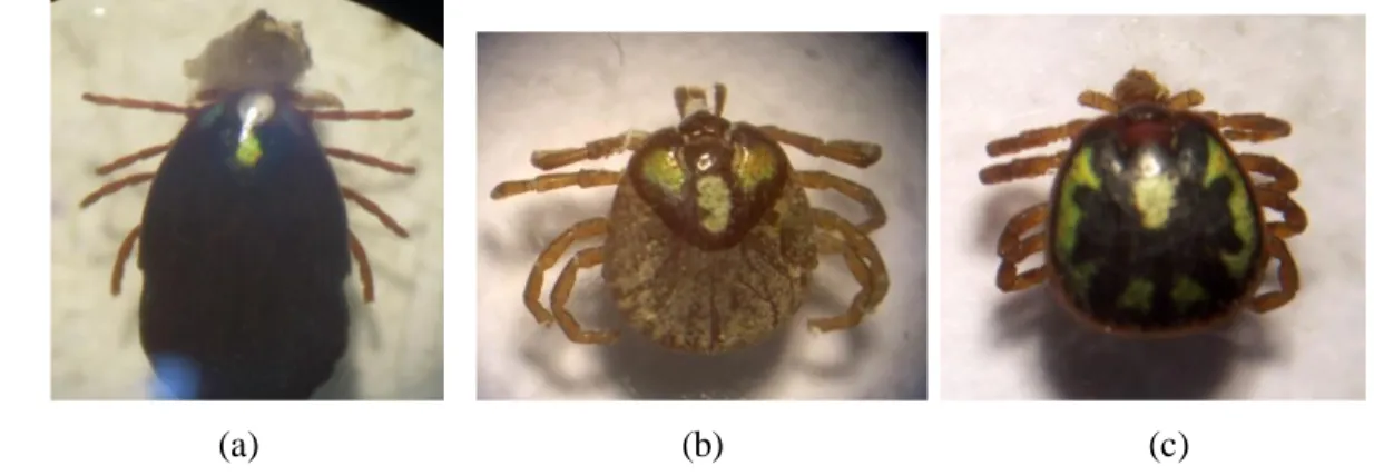 Gambar 13  Caplak yang ditemukan pada biawak ekor biru : (a) Amblyomma  sp 