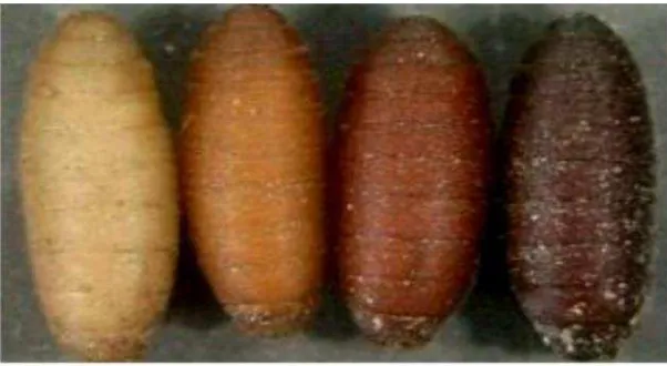 Gambar 2.3 Larva Lalat