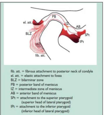 Gambar 4. Relasi Sentrik secara Anatomi 33