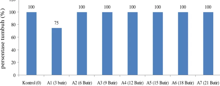 Gambar 5. Persentase pertumbuhan bibit sukun 