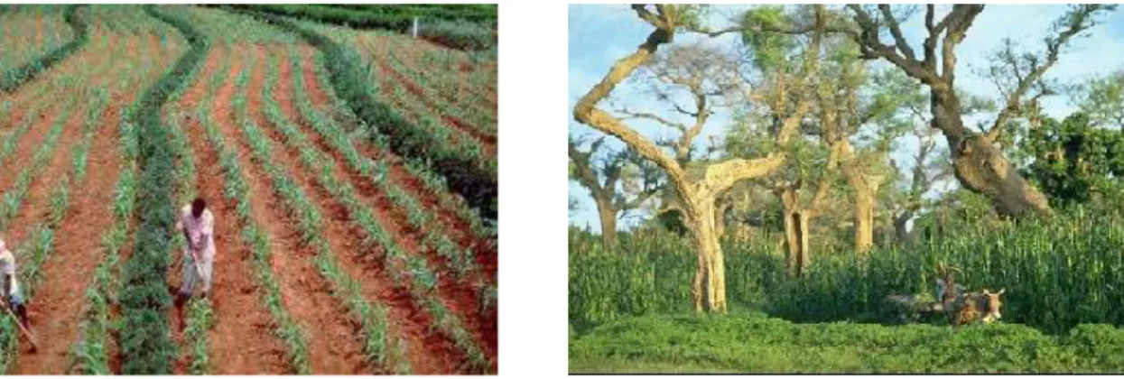 Gambar 1. Agroforestry dapat dilakukan dengan menanam pohon di antara tanaman  pertanian (kiri), atau menanam tanaman pangan di hutan (kanan) 