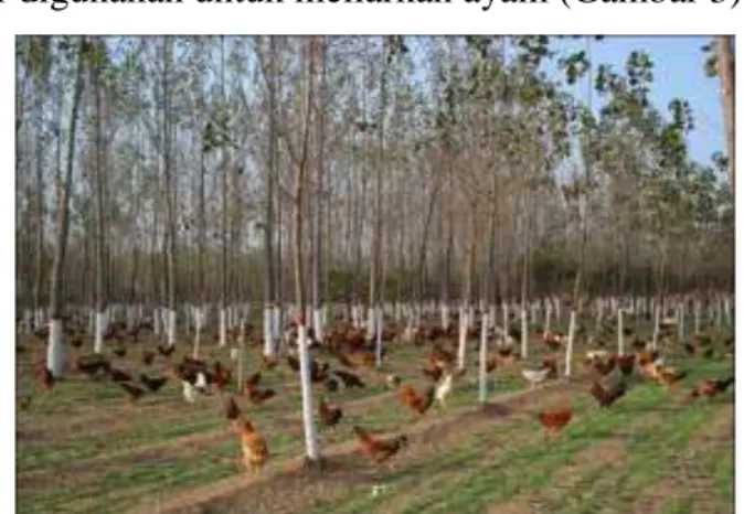 Gambar 3. Agroforestry poplar-ayam di Siyang, China 