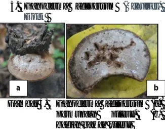 Gambar 4.  Ganoderma  adspersum  (a)  permukaan  pileus,  (b)  bagian bawah pileus 