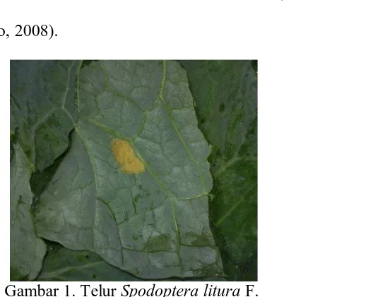 Gambar 1. Telur  Spodoptera litura F. Sumber : Foto langsung 