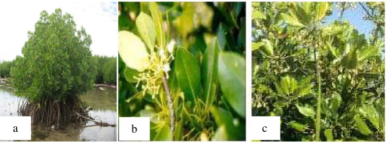 Gambar 3. (a) Pohon R. stylosa (b) Daun dan Bunga R. stylosa (c) Buah R. stylosa (Noor, dkk., 2006)
