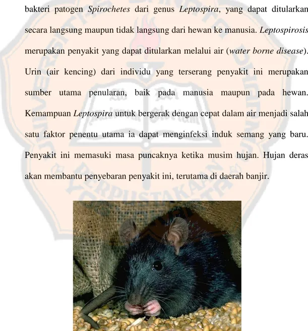 Gambar 3. 1. Tikus sebagai Penyebar Utama 