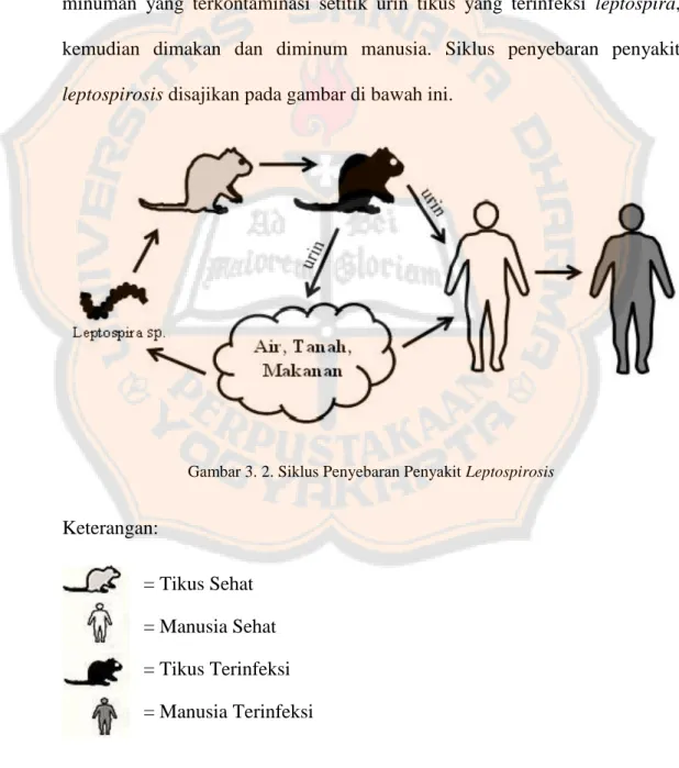 Gambar 3. 2. Siklus Penyebaran Penyakit Leptospirosis  Keterangan: