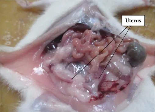 Gambar 3. Uterus Mencit Betina (Marfuah ,2017 )