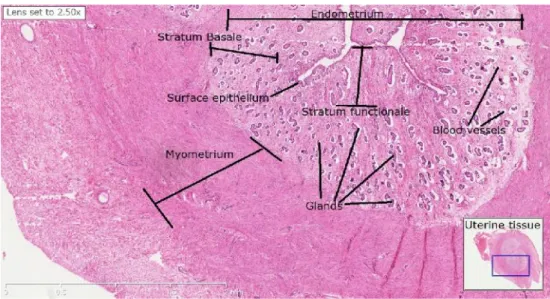 Gambar 4. Struktur Histologi Uterus Mencit (Ovam,2012)