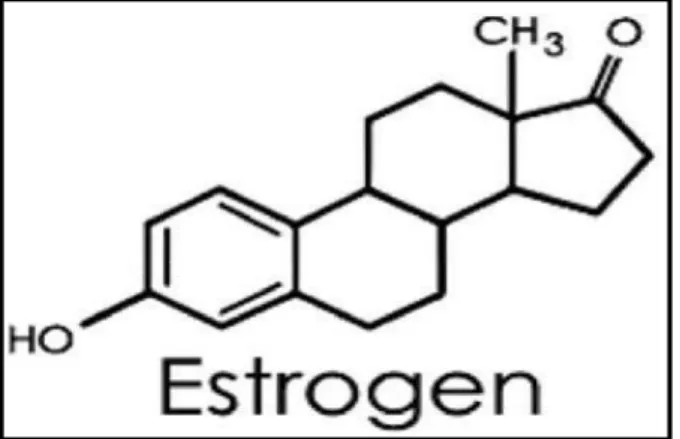 Gambar  6. Struktur Kimia Estrogen (Junqueira, 2007)
