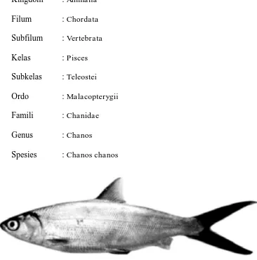 Gambar 2. Ikan Bandeng (Chanos chanos) (Saanin,1984). 
