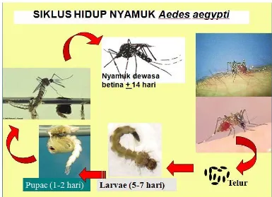 Gambar 2.1 Siklus Nyamuk Aedes aegypti 