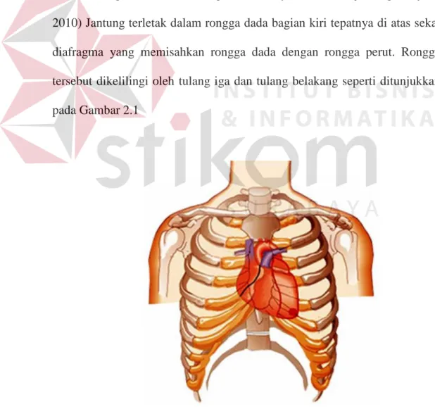 Gambar 2.1 Posisi Jantung di Dalam Rongga Dada (Soeharto, 2004) 