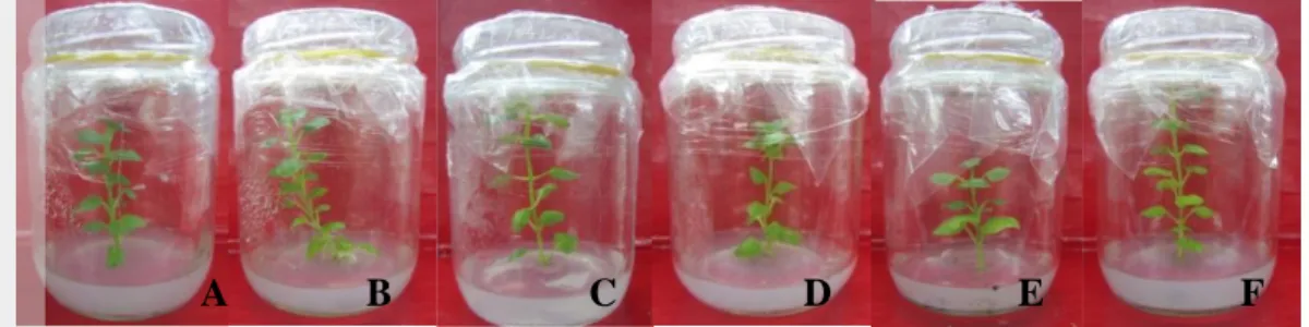 Gambar  14  Penampakan  tinggi  tanaman  nilam  pada  8  MST  (A)  kontrol  pada  media MS (B) hasil iradiasi 30 gray pada media MS (C) kontrol pada 