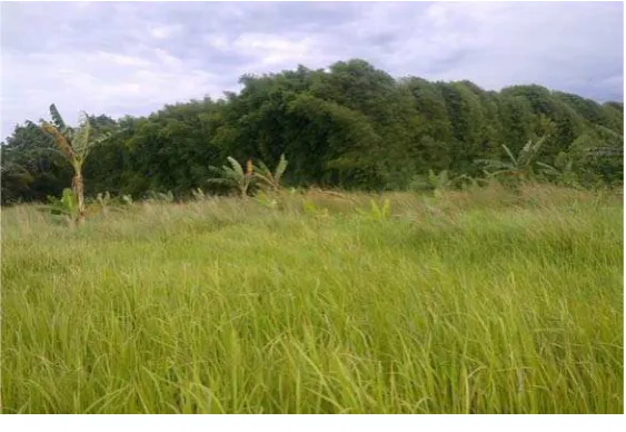 Gambar 2.1.Alang alang 