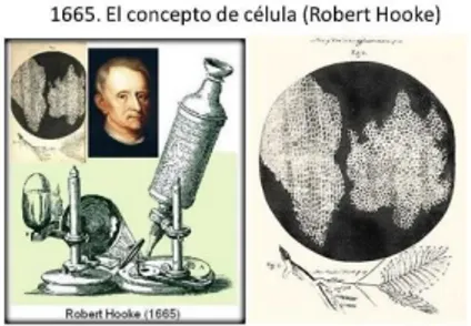 Gambar 1.2 Sel mati yang diamati oleh Robert Hooke  Sumber :id. Wikipedia. com 