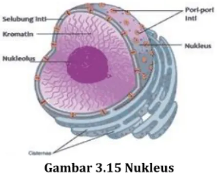 Gambar 3.15 Nukleus 