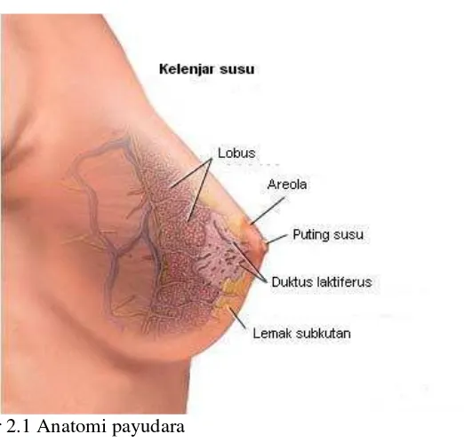 Gambar 2.1 Anatomi payudara  Sumber : medicastore, 2002. 
